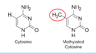 <ul><li><p>H-group replaced by H3C in the nitrogen bases of DNA (usually Cytosine! In promoter region)</p></li><li><p>This methyl group is now considered an “epigenetic tag” = chemical modification that changes the expression of a gene (protein + or -)</p></li><li><p>Most methylations repress gene expression…usually</p></li></ul><p></p>