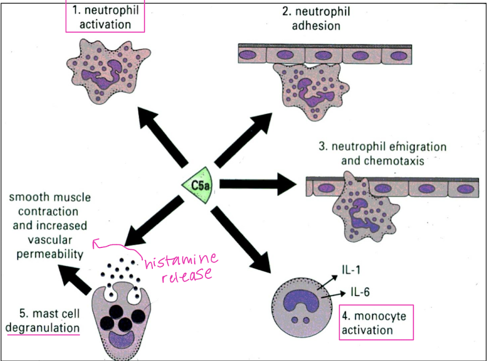<ol><li><p>Neutrophil activation</p></li><li><p>Neutrophil adhesion</p></li><li><p>Neutrophil emigration &amp; chemotaxis</p></li><li><p>Monocyte activation</p></li><li><p>Mast cell degranulation = smooth muscle contraction &amp; increased vascular permeability</p></li></ol><p></p>