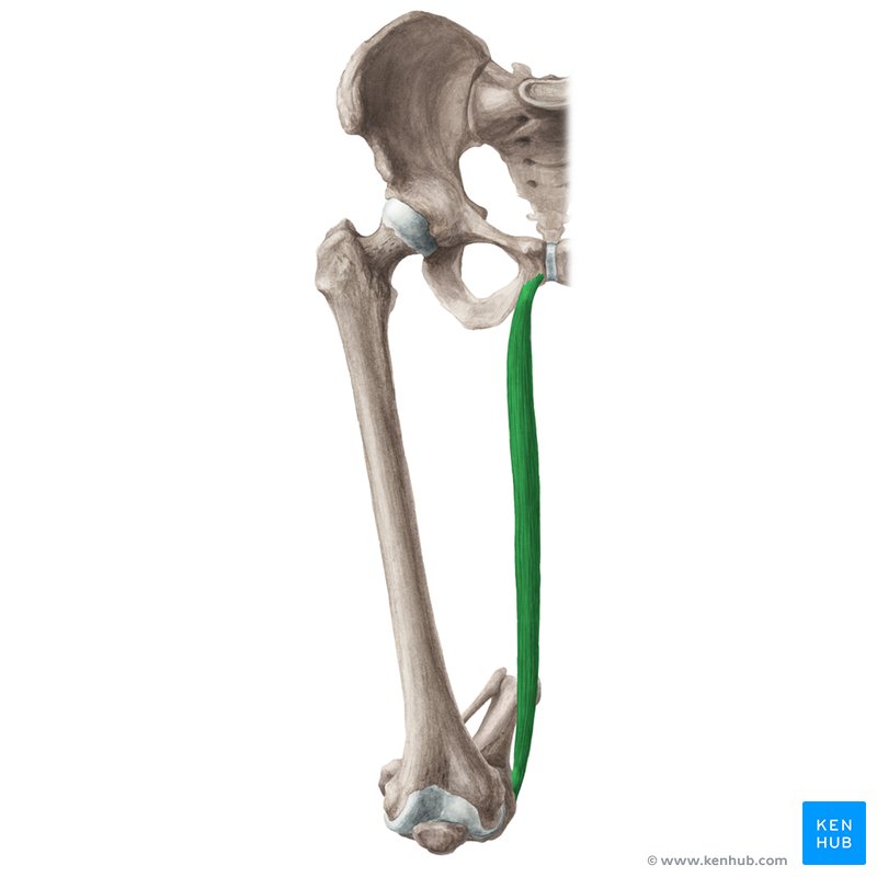 <p>A long muscle located on the medial side of the thigh from the pubic bone to the tibia. Abduction of legs, knee flexion, and medial rotation of the tibia on the femur. </p>