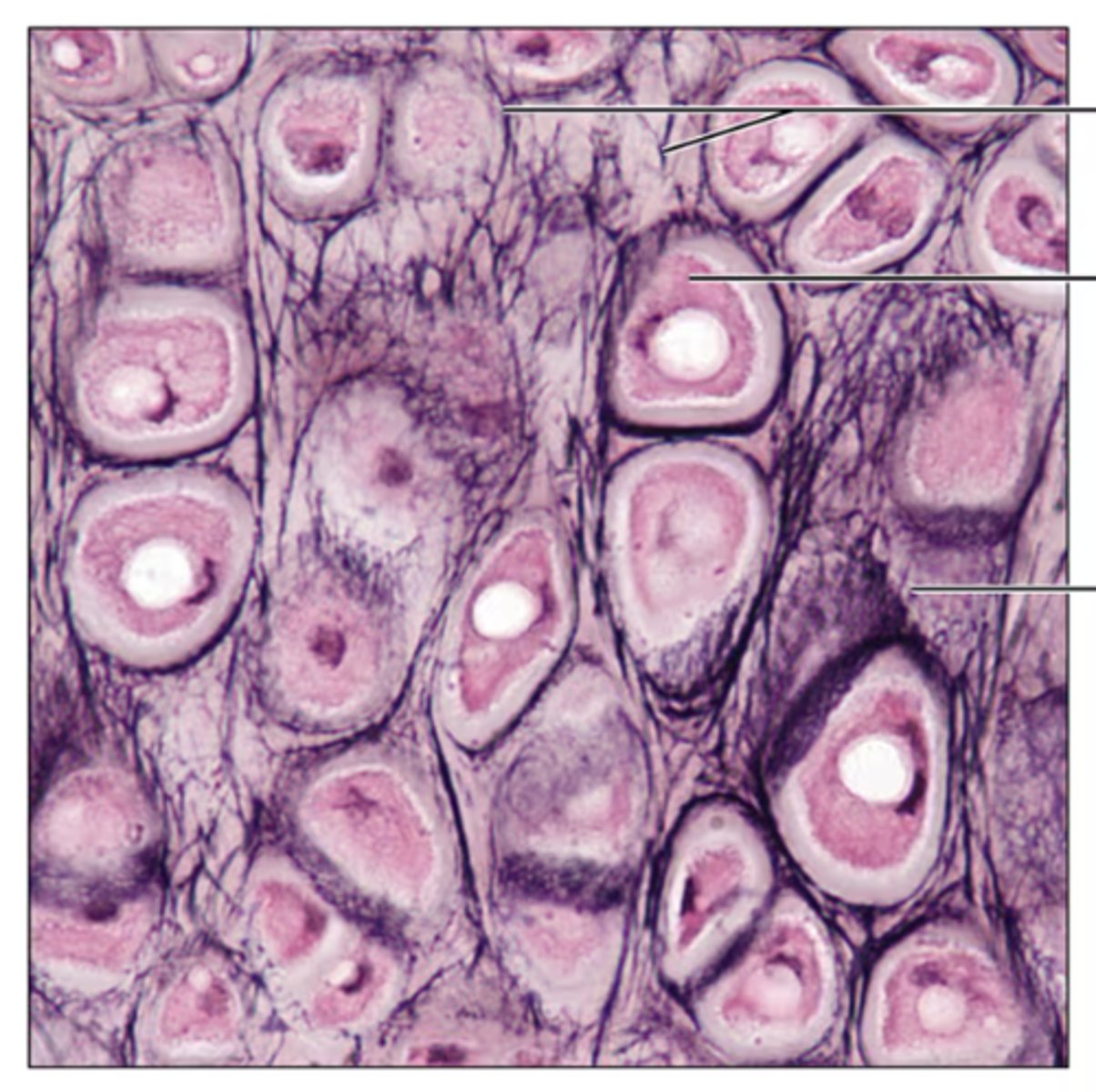 <p>Identify the tissue.</p>