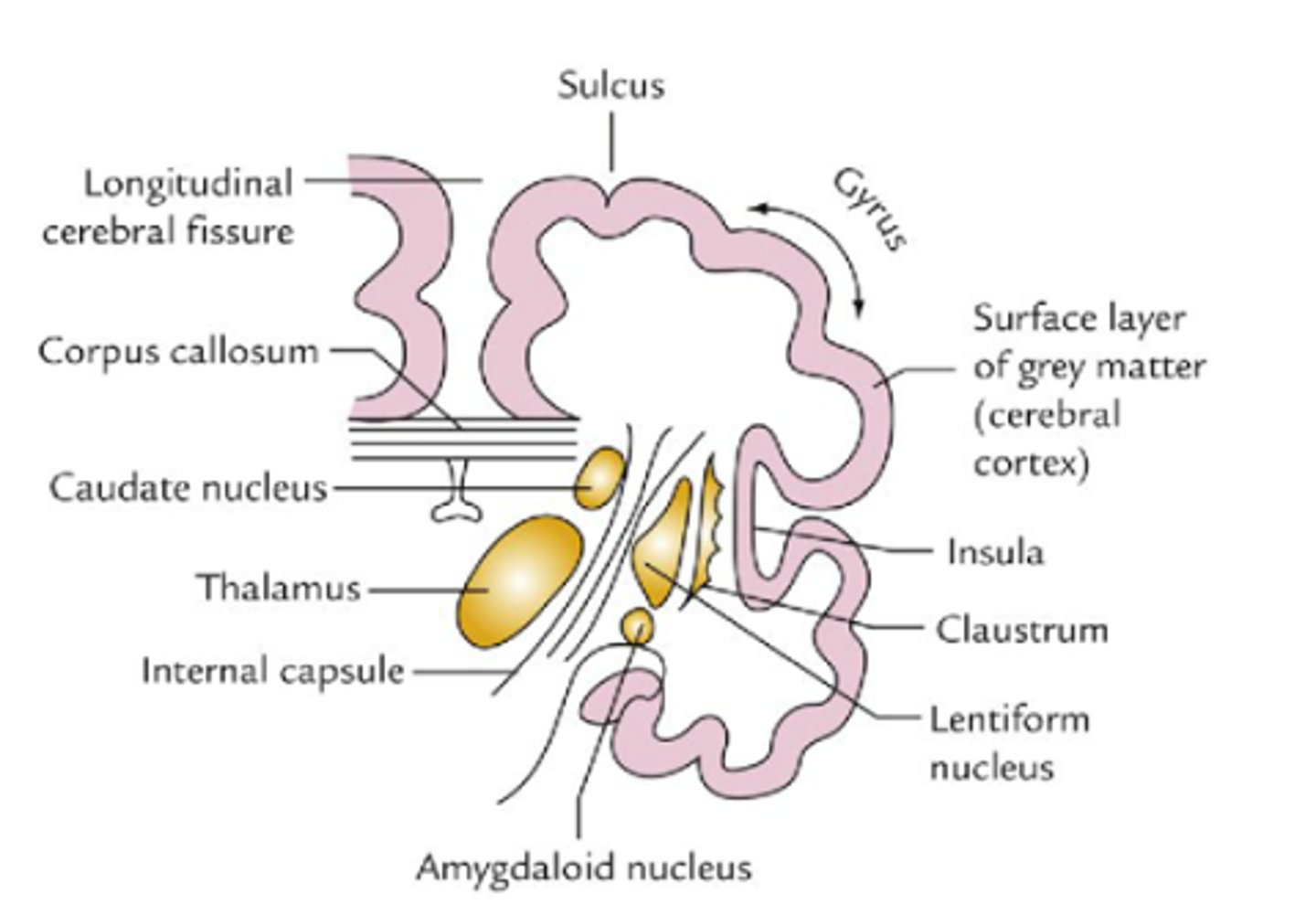 <p>przedmurze jest przyśrodkowo od wyspy, od strony bocznej oddziela je torebka ostatnia, od przyśrodkowej torebka zewnętrzna</p>