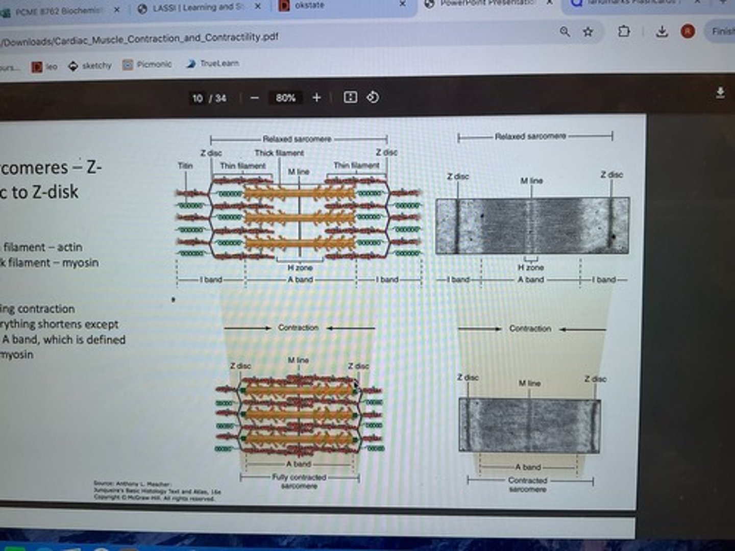 <p>thin filament: actin<br>thick filament: myosin <br>during contraction, everything shortens except A band (defined by myosin)</p>