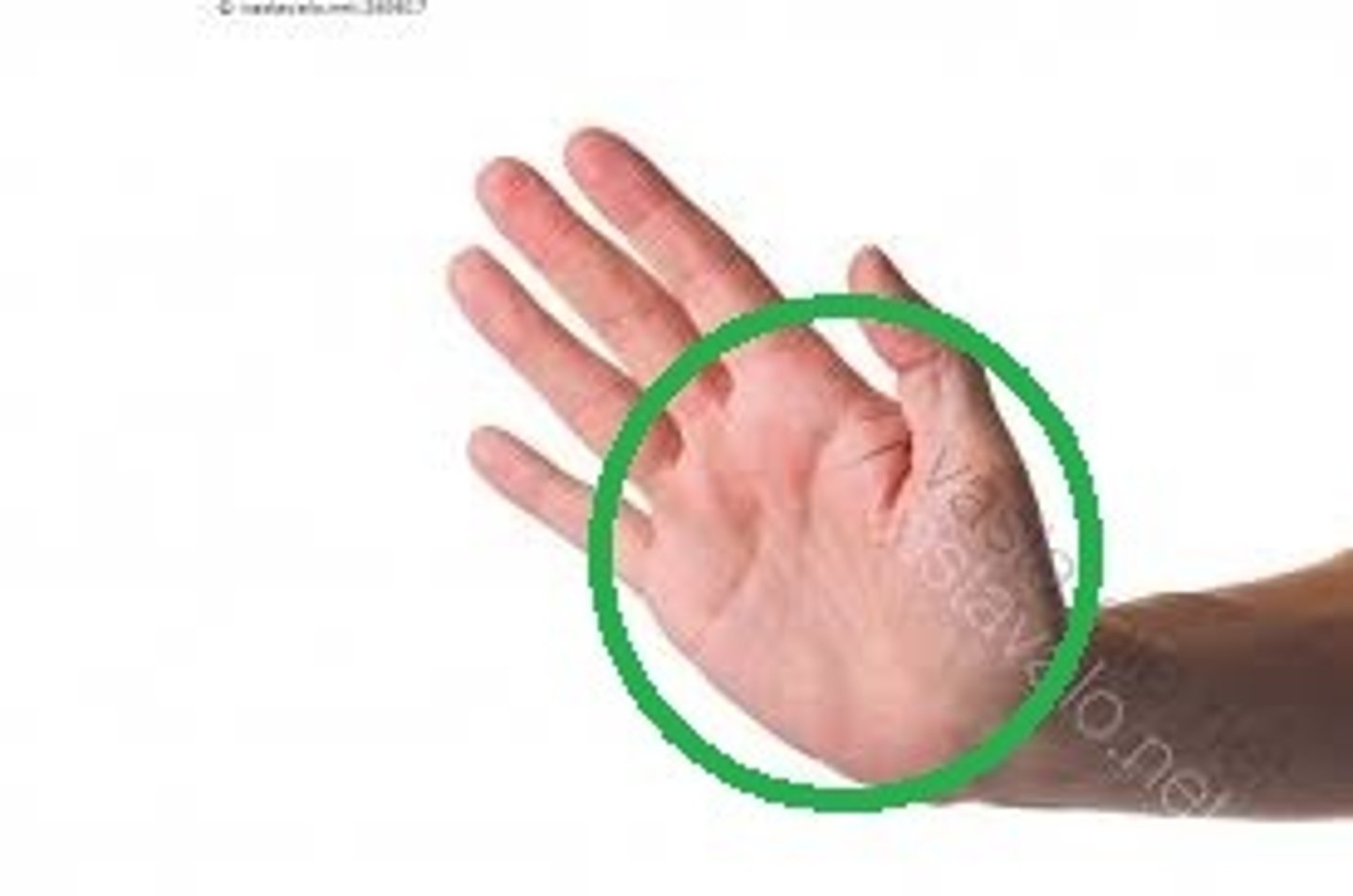 <p>palm (of the hand)</p>