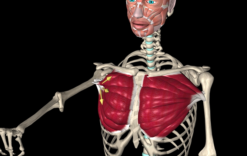 <p>Function: adducts &amp; medially rotates shoulder</p><p>Origin: clavicle &amp; sternum</p><p>Insertion: intertubercular sulcus of humerus</p>