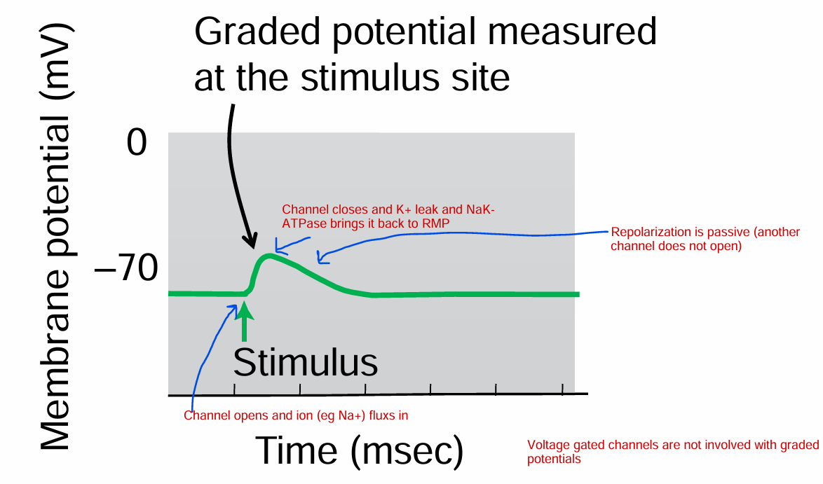 <ol><li><p>Channel opens and ion (eg Na+) fluxs in </p></li><li><p>Channel closes and K+ leak and NaK-ATPase brings it back to RMP</p></li><li><p>Repolarization is passive (another channel does not open)</p></li></ol><p></p>