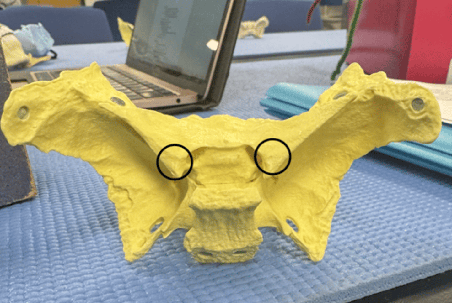 knowt flashcard image