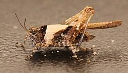 <p>small grasshopper</p>