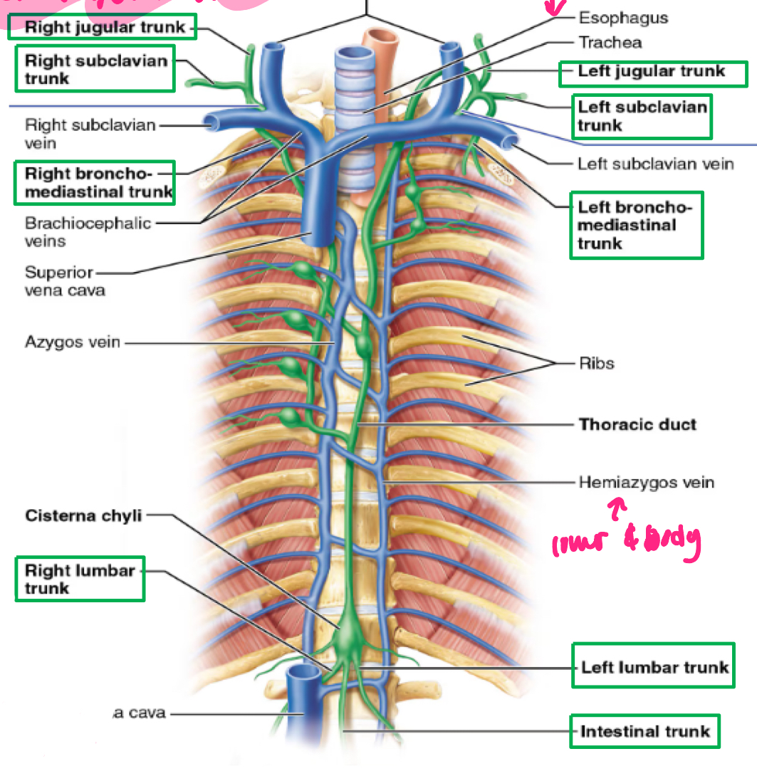 <p>the largest lymphatic vessels drain into lymphatic trunks</p><ul><li><p>R and L JUGULAR trunks (head and neck)</p></li></ul><ul><li><p>R and L SUBCLAVIAN trunks (upper extremities)</p></li><li><p>R and L bronchomediastinal trunks (thorax)</p></li><li><p>INTESTINAL trunk (abdomen)</p></li><li><p>R and L LUMBAR trunks (lower extremities)</p></li></ul><p></p>