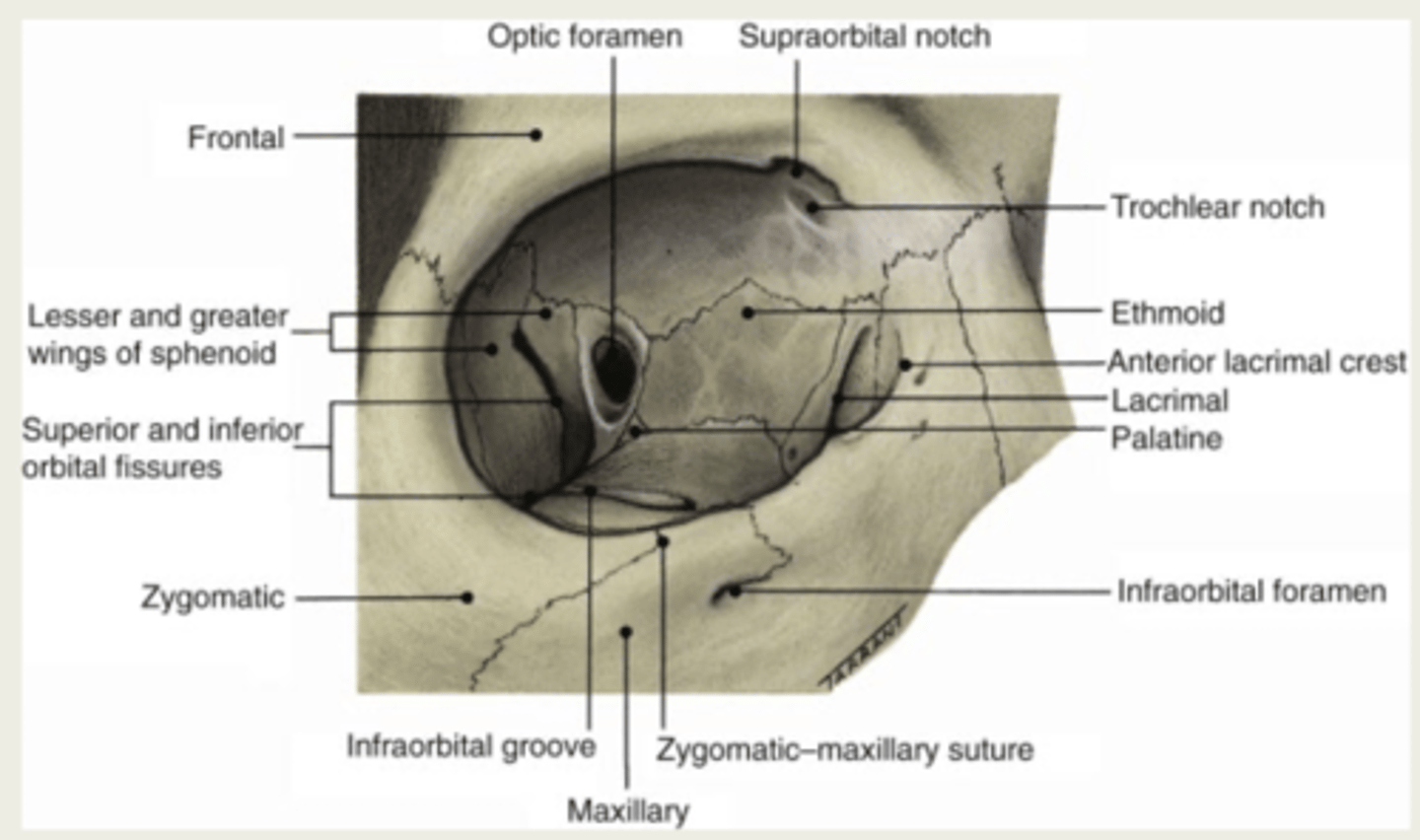 <p>1. maxilla</p><p>2. lacrimal</p><p>3. ethmoid</p><p>4. sphenoid</p>