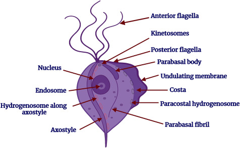 <p><strong>Trichomonas vaginalis</strong></p><p><strong>Trichomonada</strong></p><p><span><strong>Parabasalia</strong></span></p><p>Colorless</p><p>pear-shaped (pyriform) or oval</p><p>single</p><p><strong>Motility:&nbsp;</strong></p><ul><li><p>highly motile due to four anterior flagella and a posterior flagellum attached to an undulating membrane, giving it a jerky motion.</p></li></ul><p><strong>Found:&nbsp;</strong></p><ul><li><p>Resides in the lumen and mucosal surfaces of the urogenital tracts of humans, predominantly the vagina, urethra, and prostate.</p></li><li><p></p></li></ul><p><strong>Trichomoniasis</strong>, a sexually transmitted infection; foul-smelling yellow-green discharge, itching, and dysuria</p><p>Prevention:&nbsp;Safe sex practices, such as using condoms; Treatment of sexual partners;</p><p></p><p></p>