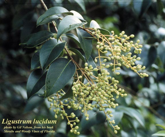 <p>Common Privet&nbsp;</p>