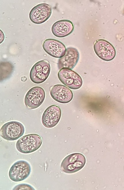 <p><strong>Eimeria spp.</strong></p>