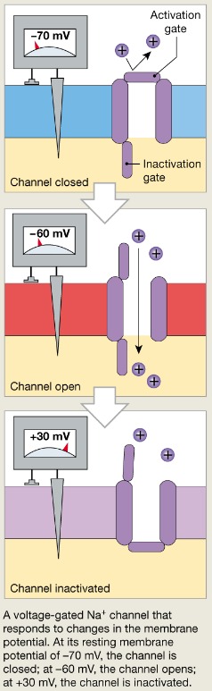 <p>Open and close in response to membrane potential ex: Na+</p><ol><li><p>Resting, closed but capable of opening -Activation gate is closed, inactivation gate is open</p></li><li><p>Open (activated)</p></li><li><p>Closed, not capable of opening (inactivated) -Inactivation gate is closed, activation gate is open Closed when the intracellular environment is negative (Na+ cannot enter the cell) Open when the intracellular environment is less negative (Na+ can enter the cell)</p></li></ol>