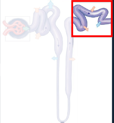 <p><span style="color: #141313">Last segment of the renal tubule where filtrate composition is adjusted via reabsorption and secretion.<br></span><span style="color: #141313">• Only 15-20% of initial filtrate volume reaches the DCT</span></p>