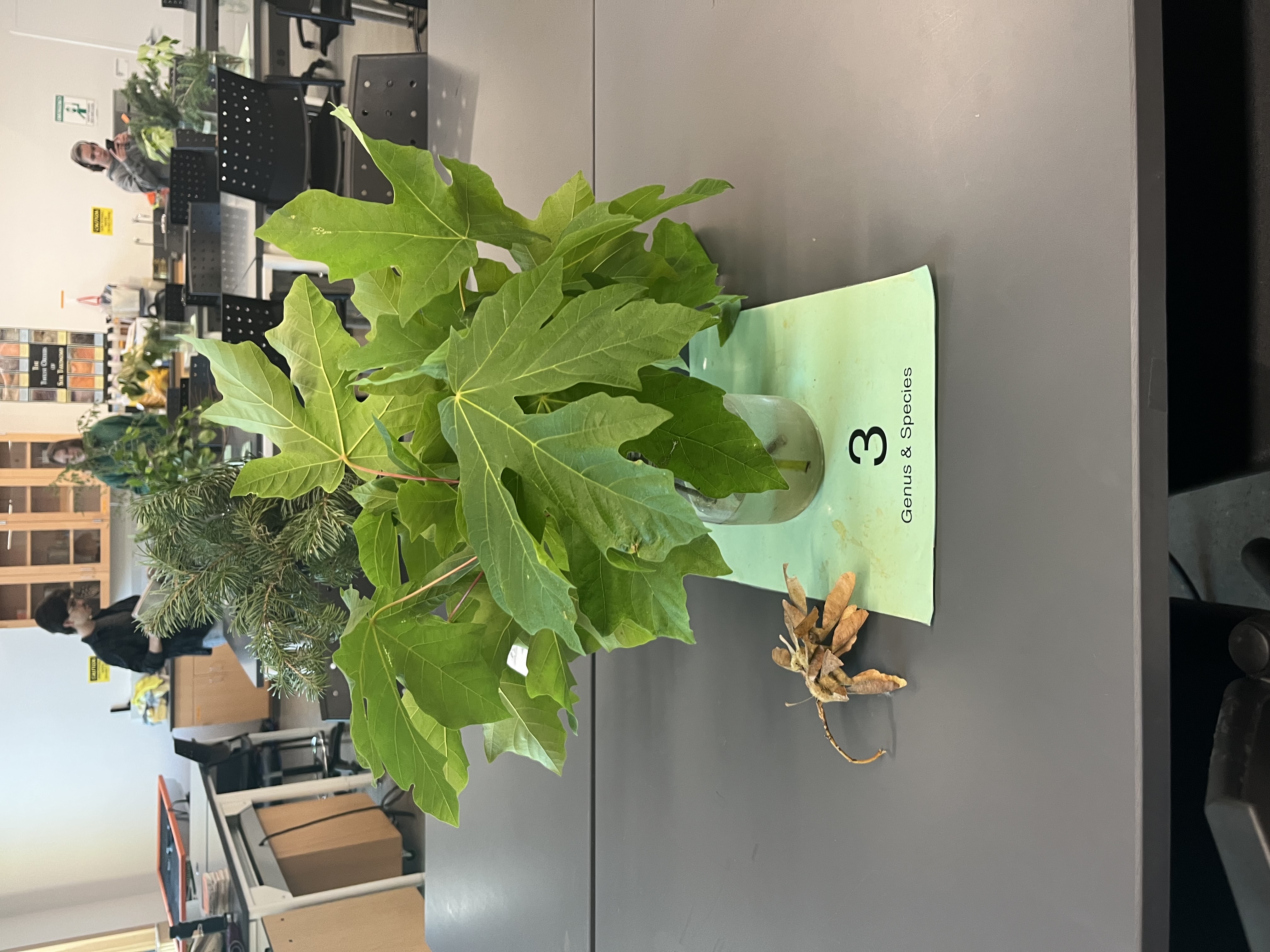 <p>large leaf, bigger than hand, white small flowers</p>