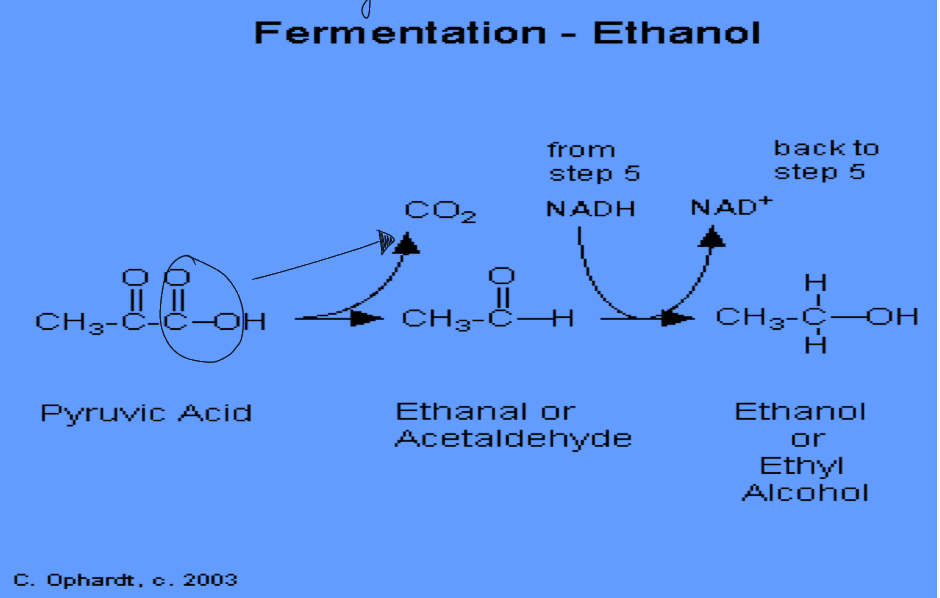 <ul><li><p>Done by yeast and bacteria</p></li><li><p>Pyruvate loses a CO2 and turns into acetaldehyde</p></li><li><p>NADH gives an H+ to reduce acetaldehyde into ethanol</p></li></ul><p></p>