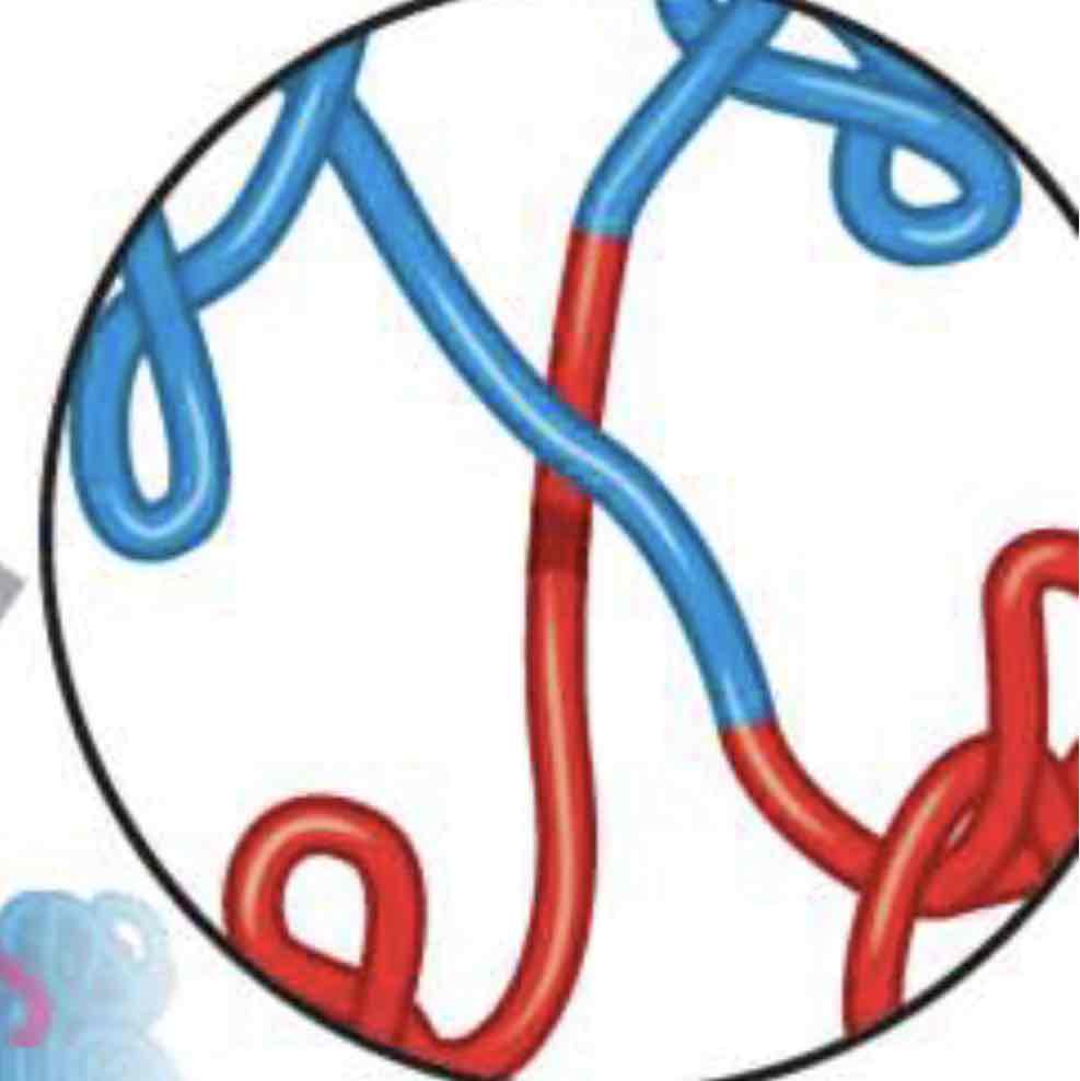 <p>what process is happening in the picture?</p>