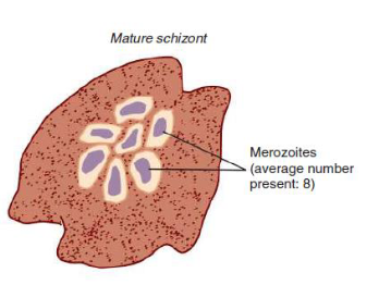 <p>8 merozoites</p>