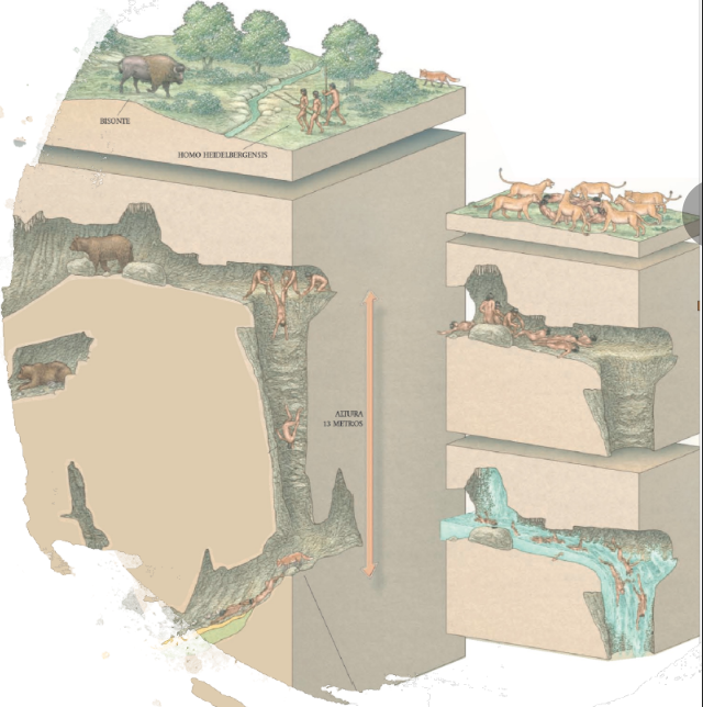 <ol><li><p>Sierra de Atapuerca, Spain</p></li><li><p>430 ka</p></li><li><p>Significance: 1000s of hominin fossils, 34 individuals, 80% of hominin remains, DNA shows Neanderthal relationship, Intentional Burial? </p></li></ol><p></p>