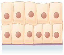 <p><span>This is an example of </span><span style="color: mediumseagreen"><strong>[...]</strong></span><span> epithelial tissue</span></p>