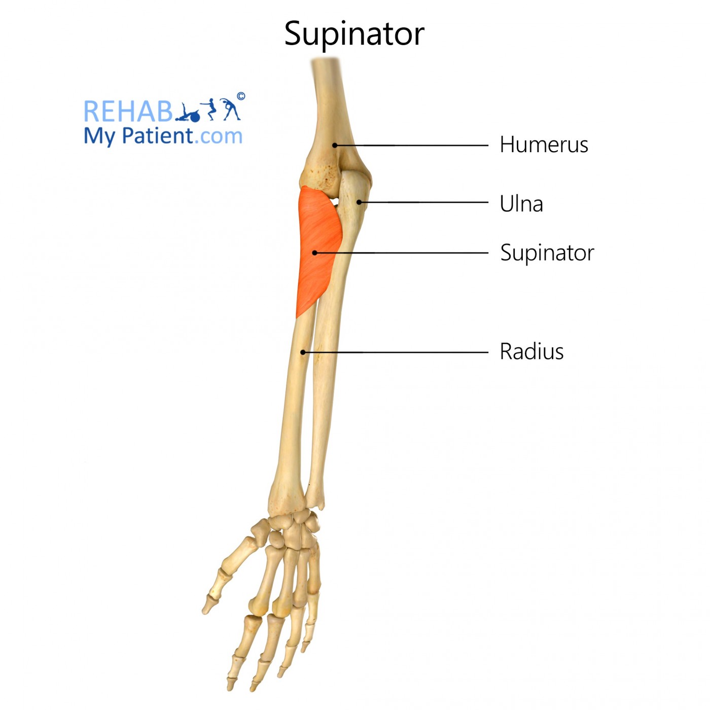 <p>Origin: Lateral epicondyle of humerus, proximal ulna</p><p style="text-align: start">Insertion: Proximal radius</p><p style="text-align: start">Action: Supinates forearm</p>