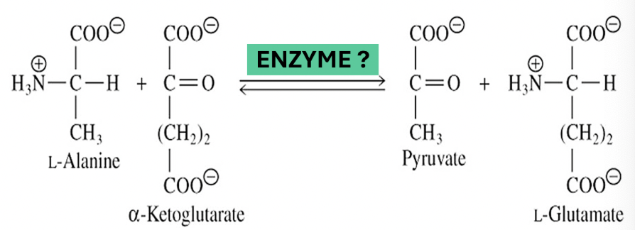 <p>What class of enzyme facilitates the reaction shown?</p>