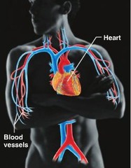 <p>blood vessels transport blood, which carries oxygen, carbon dioxide, nutrients, wastes, etc the heart pumps blood</p>
