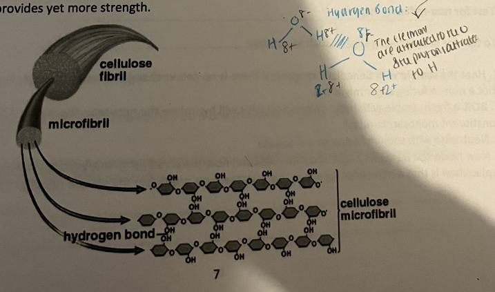 <ol><li><p>POLYMER FORMED BY THE CONDENSATION OF MANY (UP TO 10,000) BETA GLUCOSE MOLECULES.</p></li><li><p>MAJOR COMPONENT OF PLANT CELL WALLS.]</p></li><li><p>SUITED BECAUSE:</p><ul><li><p>IT IS MADE UP ON CHAINS OF BETA GLUCOSE WHICH FORM STRAIGHT UNBRANCHED CHAINS (LINEAR POLYMER).</p></li><li><p>THE CHAINS RUN PARALLEL TO EACHOTHER AND HYDRGOEN BONDS FORM CROSS-LINKAGES BETWEEN CHAINS. MANY HYDROGEN BONDS ARE COLLECTIVELY STRONG AND SO PROVIDE A HIGH TENSILE STRENGTH. THIS MAKES THE WALLS RIGID AND PREVENTS OSMOTIC LYSIS.</p></li><li><p>CELLULOSE MOLECULES ARE GROUPED TO FORM MICROFIBRILS WHICH IN TURN ARE GROUPED TO FORM FIBRES, WHICH PROVIDES YET MORE STRENGTH.</p></li></ul></li></ol><p></p>