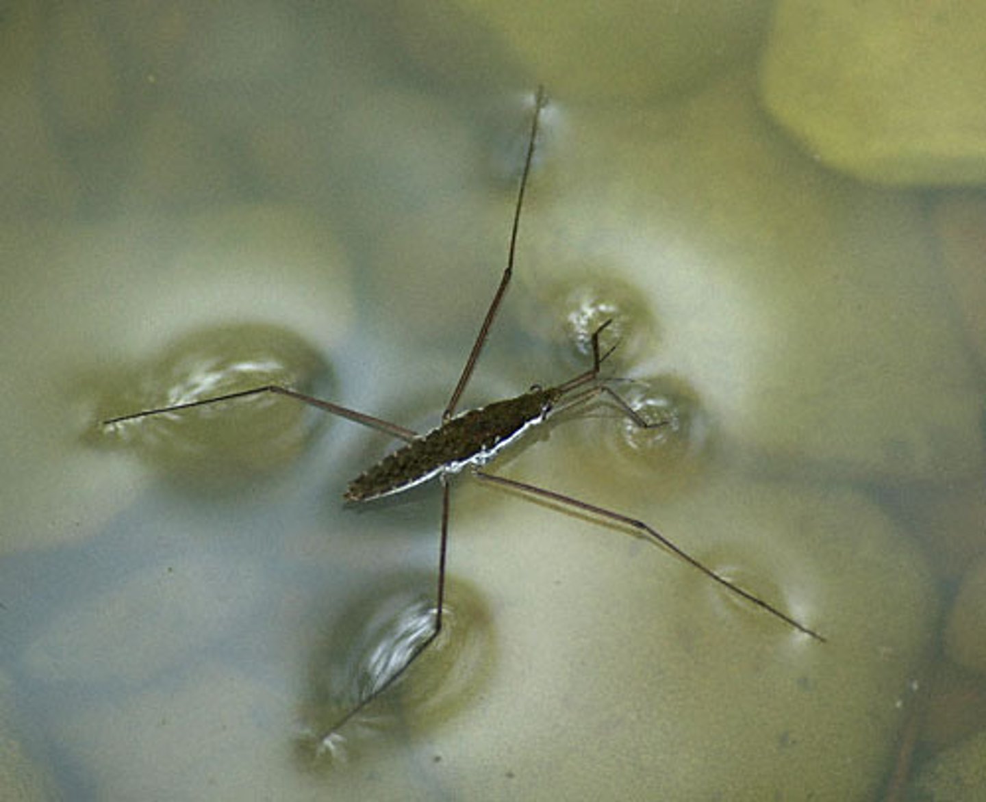 <p>A measure of how difficult it is to stretch or break the surface of a liquid. Water has a high surface tension because of the hydrogen bonding of surface molecules</p>