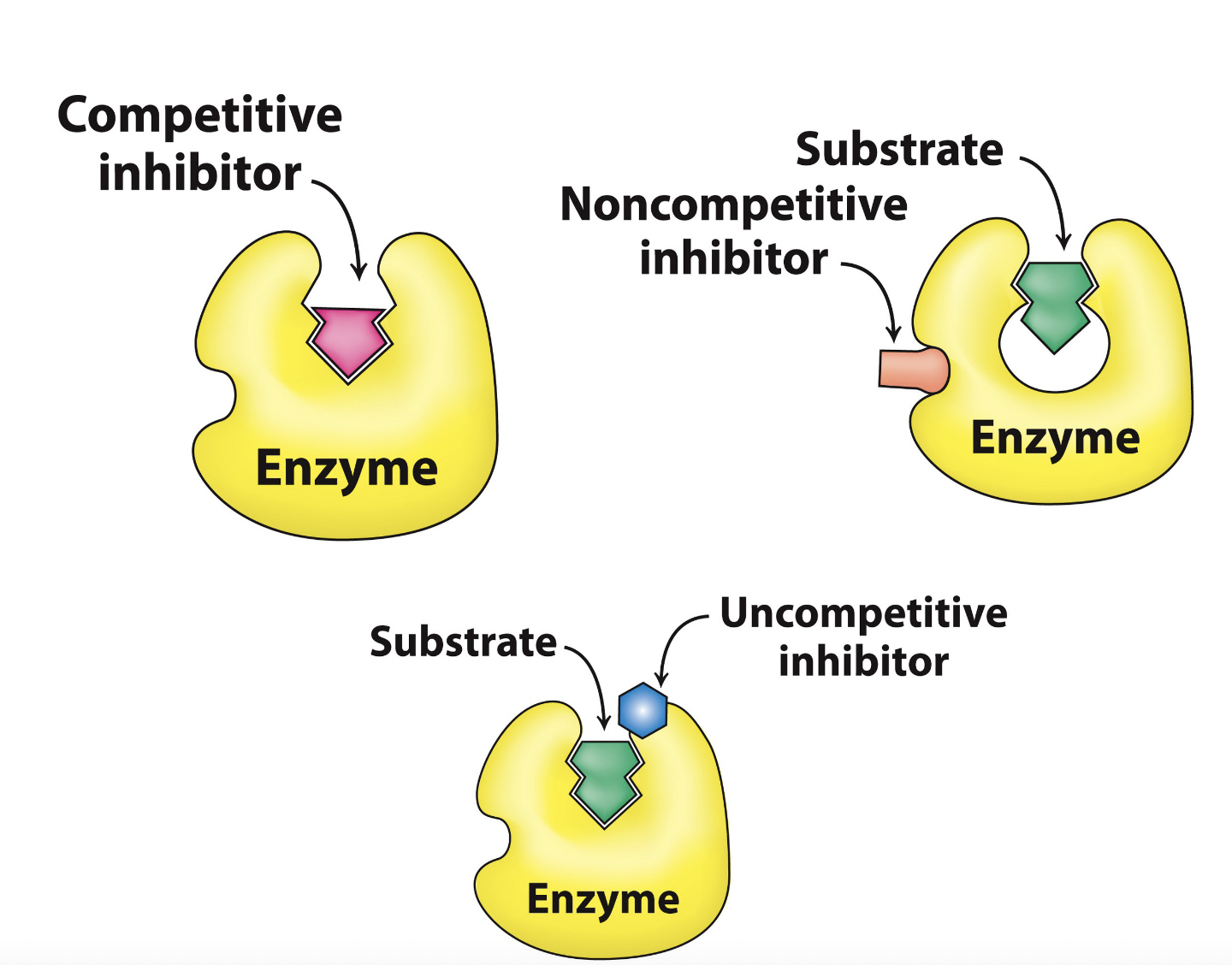 * irreversible
* reversible
  * competitive
  * uncompetitive
  * non-competitive