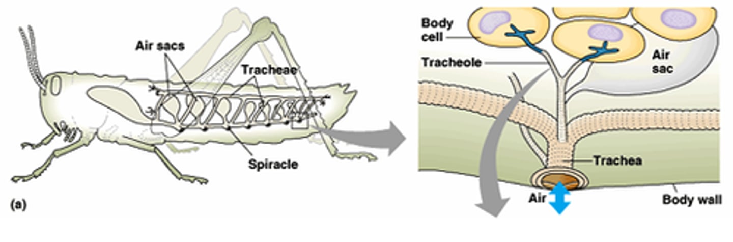 <p>composed of tubes with holes (spiracles) through the body that admit air</p><p>-open circulatory system</p>