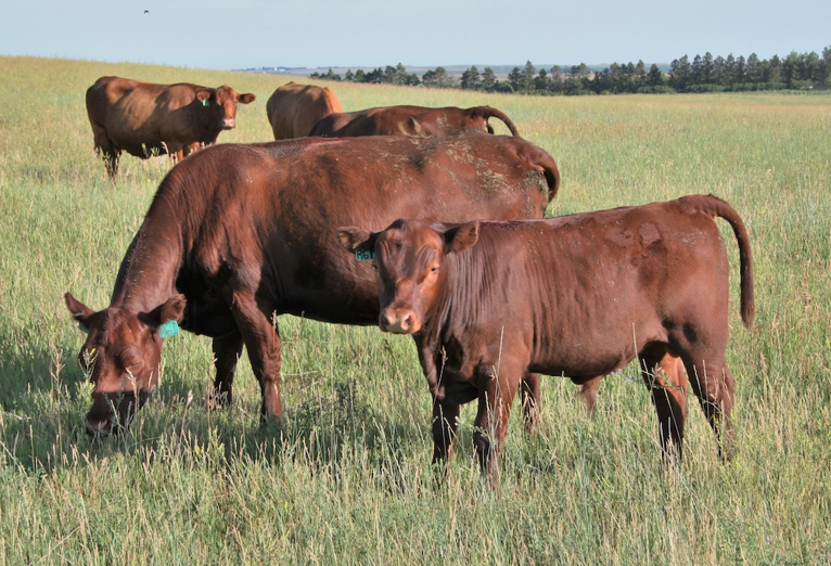 <ul><li><p><strong><u>Used to</u> be a Dual-Purpose</strong> breed, now <strong><u>solely</u> a Beef Breed</strong></p></li><li><p>Have <strong>light</strong> muscles</p><ul><li><p><strong>Too fatty</strong></p></li><li><p><strong>Irrelevant to the industry</strong></p></li></ul></li></ul><p></p>