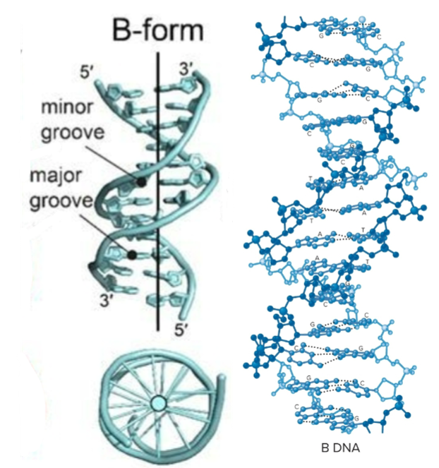 <ul><li><p>predominant form found in living cells</p></li><li><p>bases relatively <strong>perpendicular </strong>to central axis</p></li></ul><p></p>