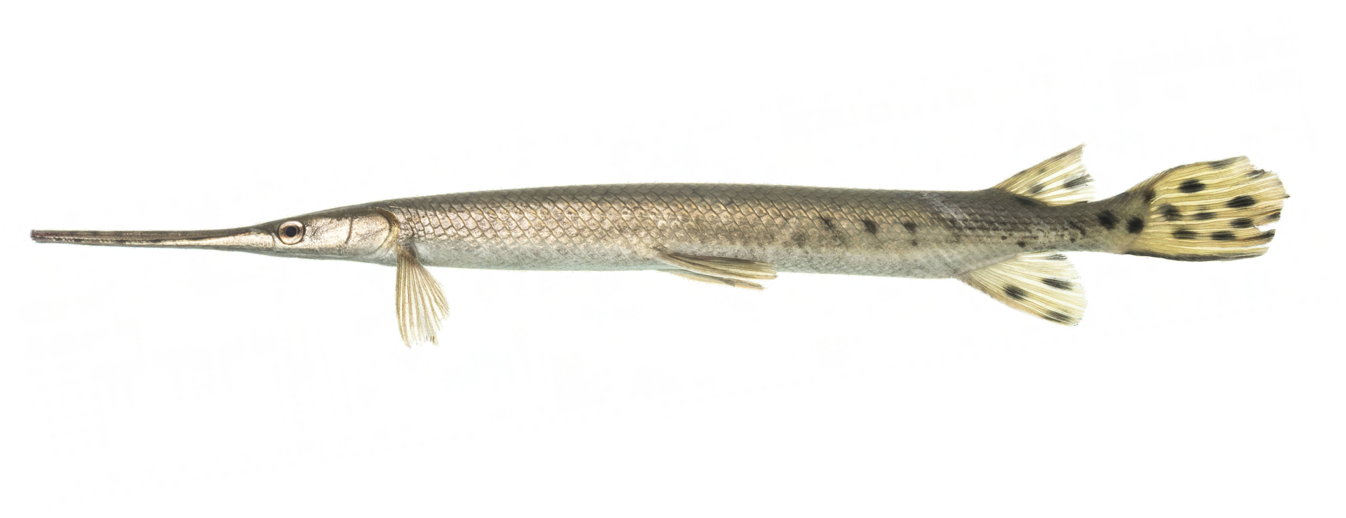 <p><span>Lepisosteidae;</span></p><p><span>Longnose Gar;</span></p><p><span><span>Lepisosteus osseus</span></span></p>