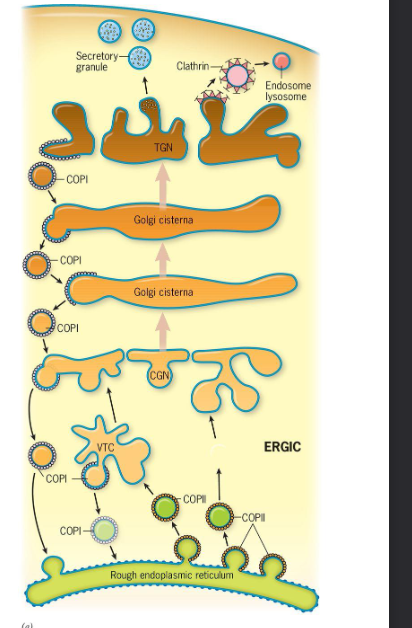<ol><li><p>COP1</p></li><li><p>COP2</p></li><li><p>Clathrin-coated vesicles</p></li></ol>