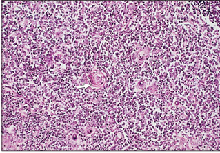 <p>name of histologic slide:</p><p>Specie:</p><p>Stain used:</p>