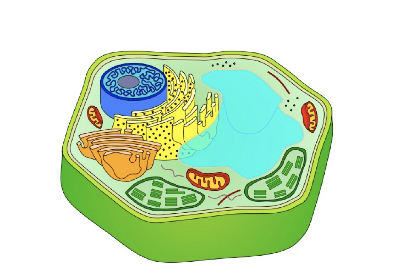 <p><strong>Plant Cell: </strong>Typical Structure and Features</p>