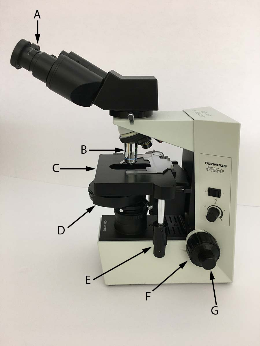 <p>Which of the following microscope controls would you use to adjust the focus if the total magnification was 40x?</p>