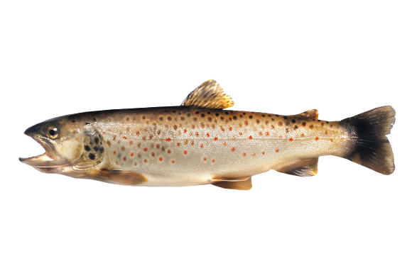 <p>trout </p>
