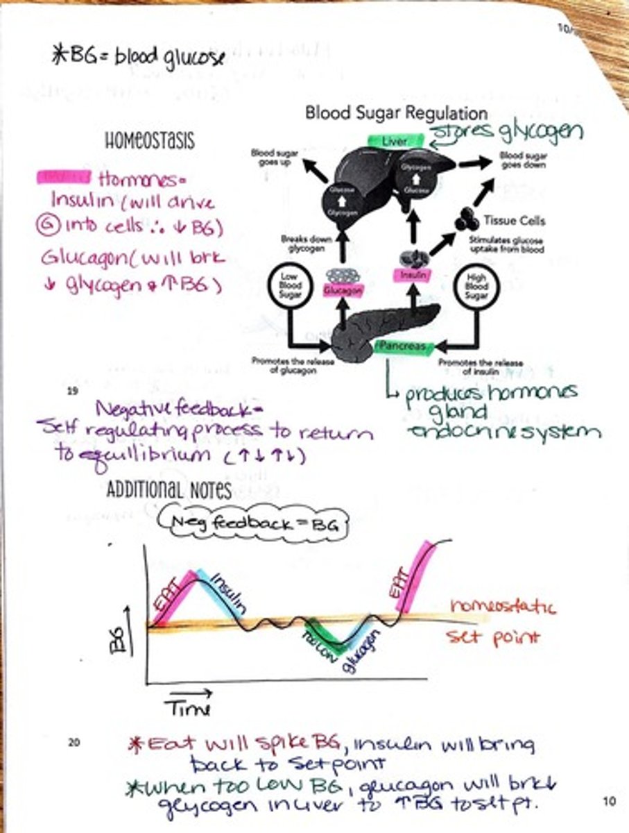 <p>Insulin is a hormone that lowers blood sugar levels by facilitating the uptake of glucose into cells.</p>