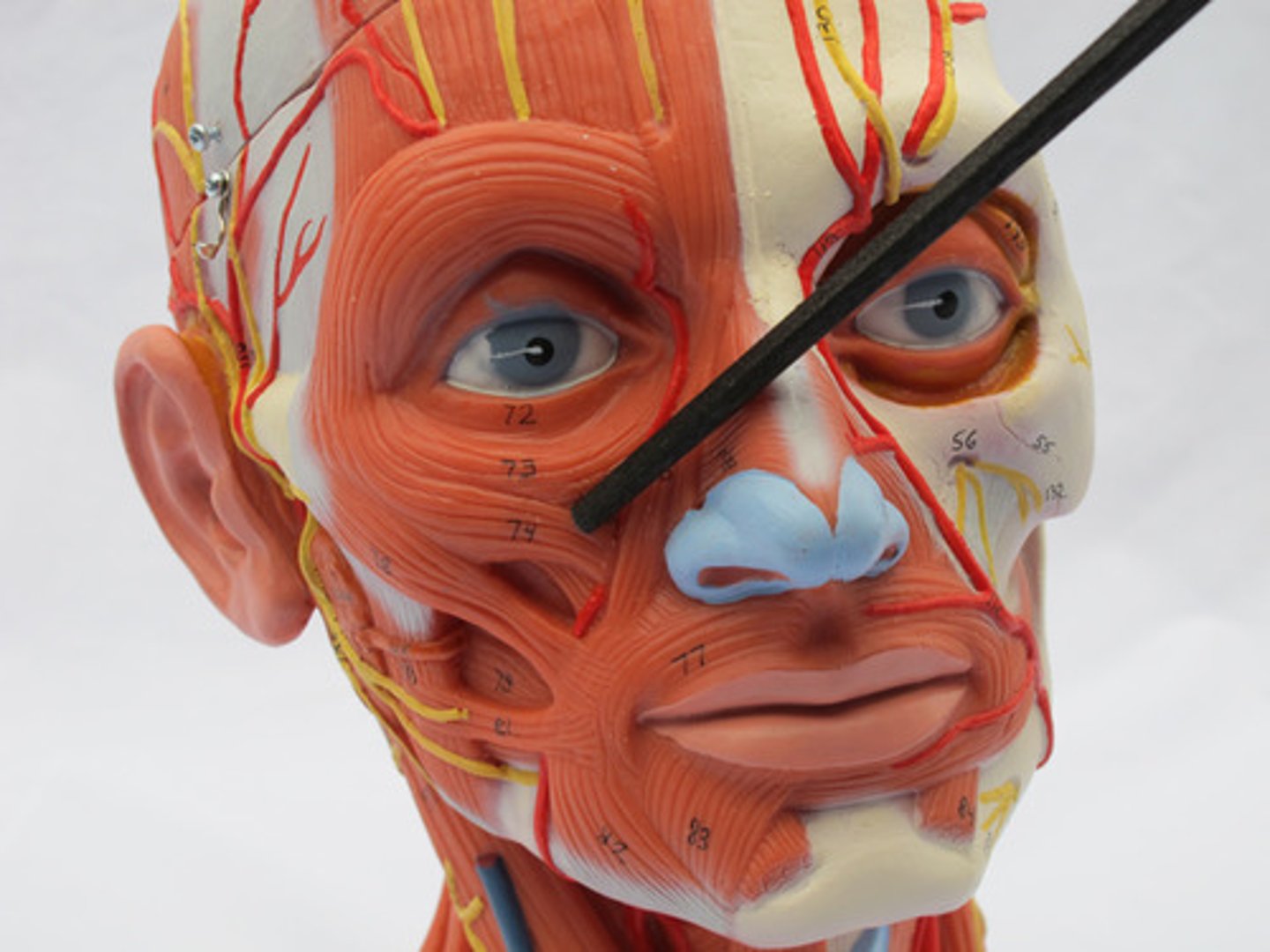 <p>Retracts and elevates the corner of the mouth</p>