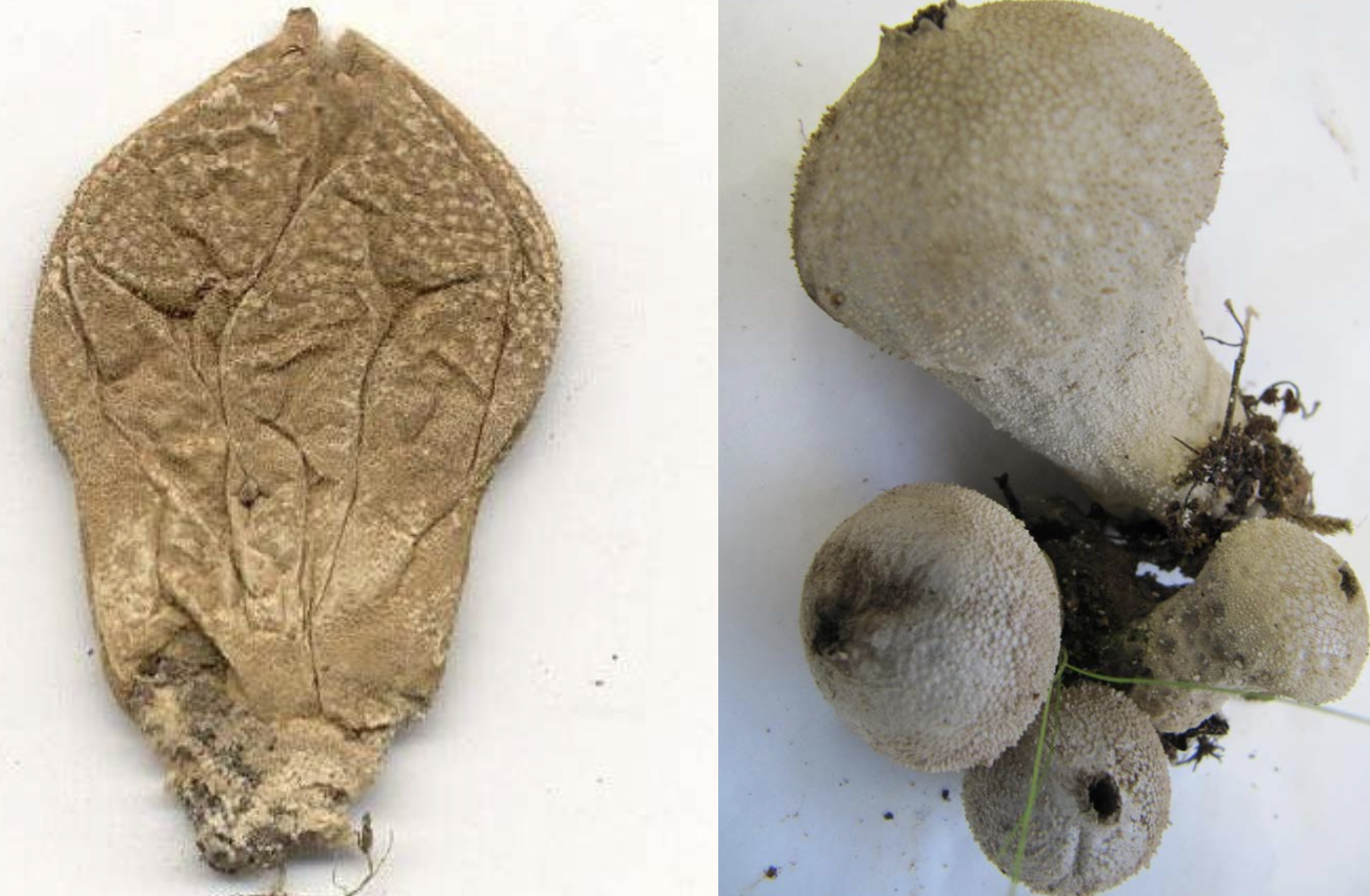 <p>Lycoperdon sp.</p>