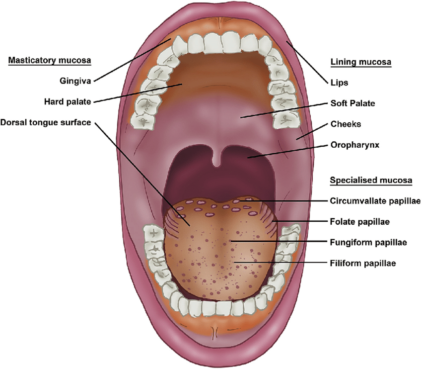 <p>Masticatory mucosa</p>