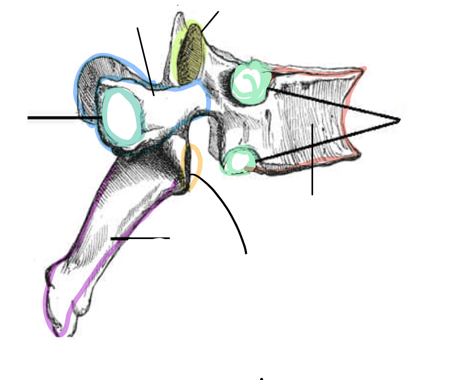 <p>What is the blue/green</p>