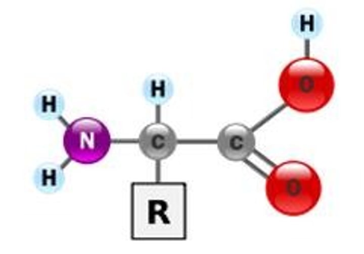 <p>a molecule made of amino acids</p>