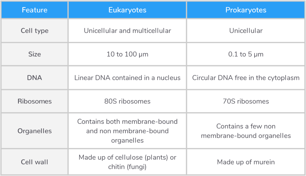 prokaryotic vs eukaryotic