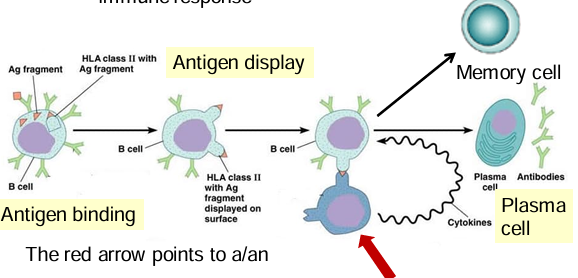 <p>Make plasma cells, which secrete immunoglobulins the humoral immune response</p>