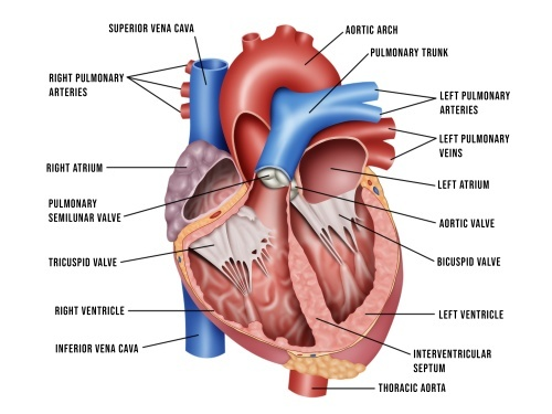 <ol><li><p><strong>Pulmonary semilunar valve</strong>: Located between the right ventricle and the pulmonary artery. It prevents blood from flowing back into the right ventricle after it is pumped into the pulmonary artery, which carries <strong>deoxygenated blood to the lungs</strong>.</p></li><li><p><strong>Aortic semilunar valve</strong>: Located between the left ventricle and the aorta. It prevents blood from flowing back into the left ventricle after it is pumped into the aorta, which carries <strong>oxygenated blood to the rest of the body</strong>.</p></li></ol><p></p><p>Both semilunar valves <strong>ensure that blood flows in the correct direction</strong> during the heart's contraction and relaxation phases, maintaining efficient circulation.</p>