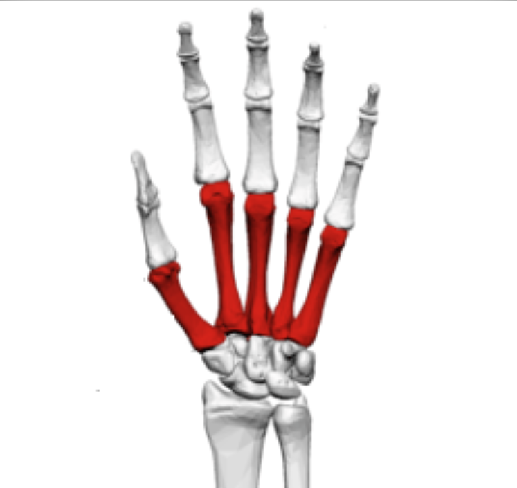 <p>what is this section of the hand</p>