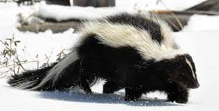 <p>Striped Skunk</p>